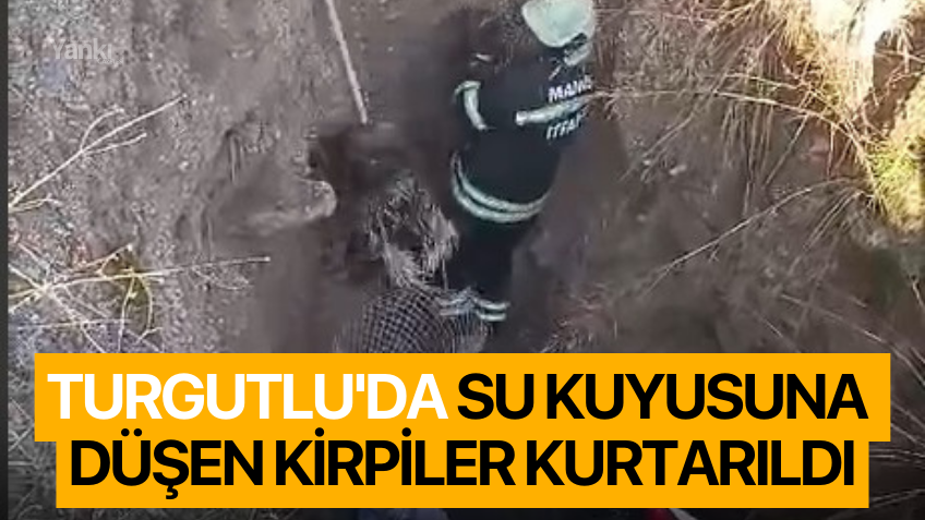 Turgutlu'da su kuyusuna düşen kirpiler kurtarıldı