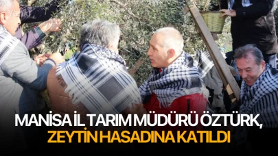 Manisa İl Tarım Müdürü Öztürk, zeytin hasadına katıldı