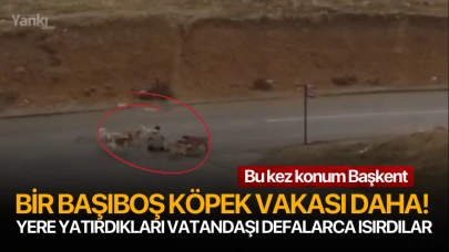 Bir başıboş köpek vakası daha! Yere yatırdıkları vatandaşı defalarca ısırdılar