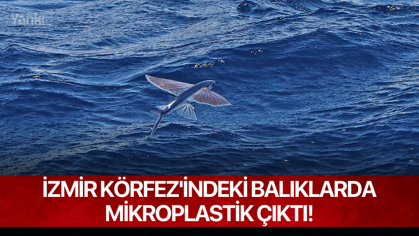 İzmir Körfez'indeki Balıklarda Mikroplastik Çıktı!