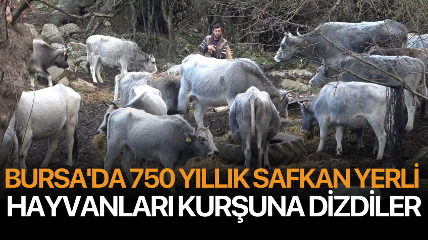 Bursa'da 750 yıllık safkan yerli hayvanları kurşuna dizdiler