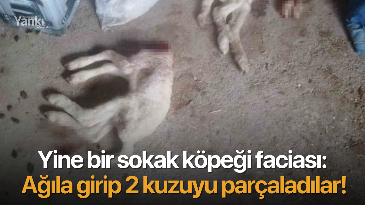 Yine bir sokak köpeği faciası: Ağıla girip 2 kuzuyu parçaladılar!