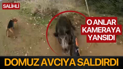 Manisa'da Avcıya Domuz Saldırdı