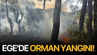 Ege'de orman yangını!