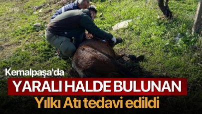 Kemalpaşa'da yaralı halde bulunan yılkı atı tedavi edildi