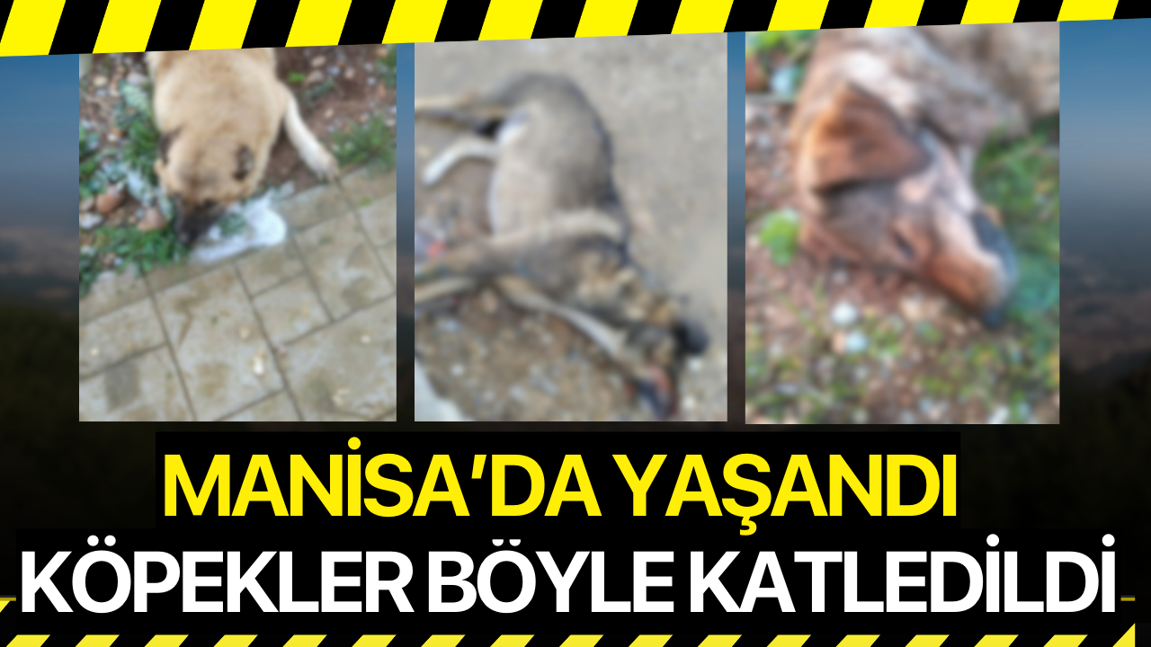 Manisa'da köpekler zehirlendi!