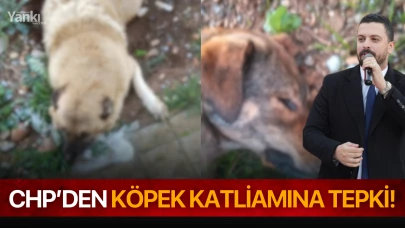 CHP’den köpek katliamına tepki!