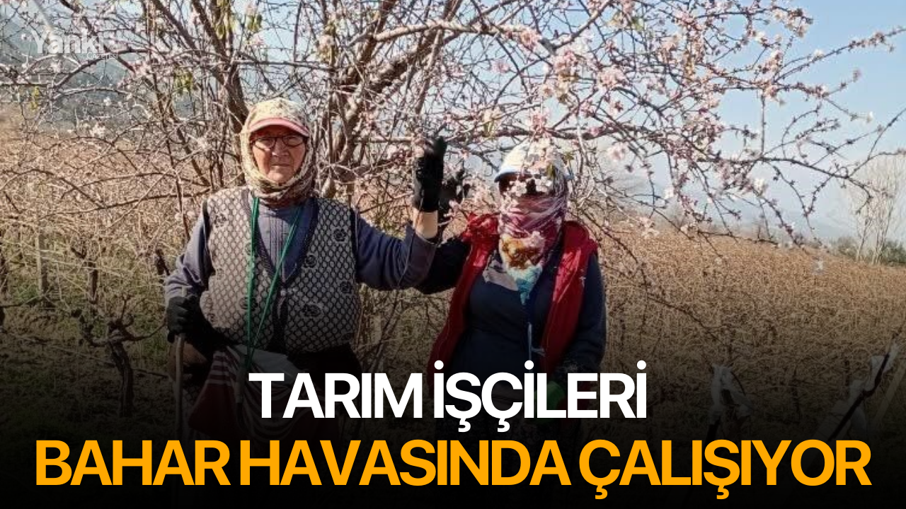 Tarım işçileri bahar havasında çalışıyor