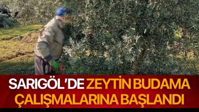 Sarıgöl’de zeytin budama çalışmalarına başlandı