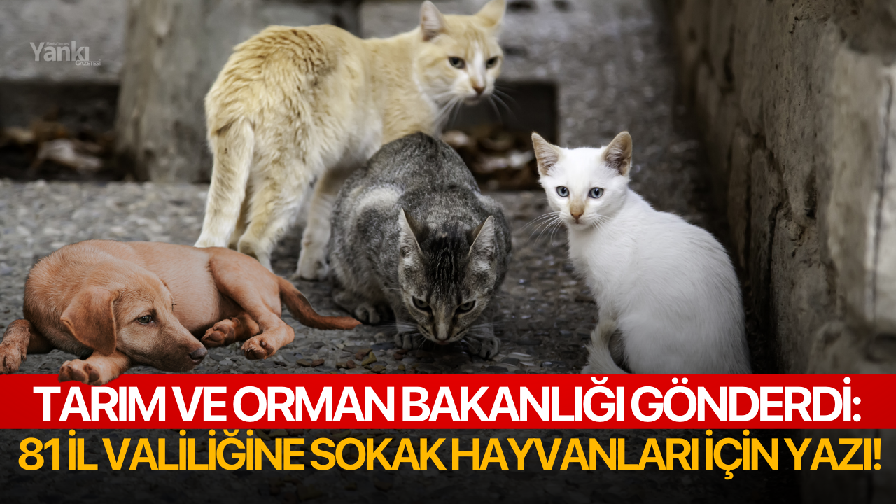 Tarım ve Orman Bakanlığı gönderdi: 81 il valiliğine sokak hayvanları için yazı!