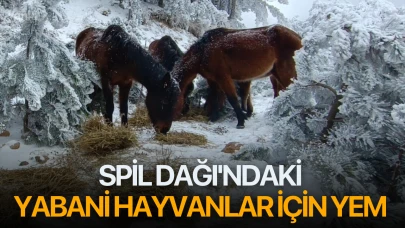 Spil Dağı'ndaki yabani hayvanlar için yem