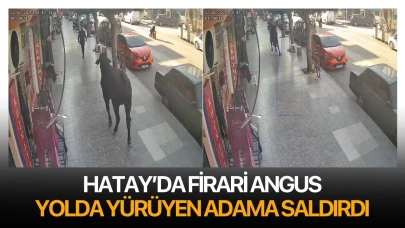 Firari angus yolda yürüyen adama saldırdı