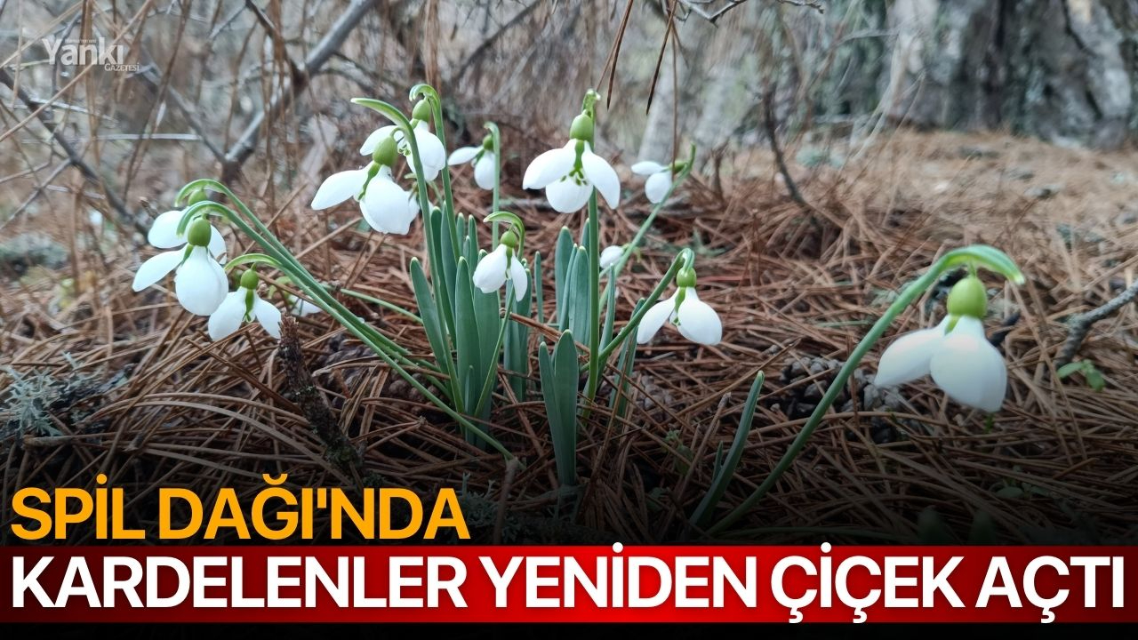 Spil Dağı'nda kardelenler yeniden çiçek açtı