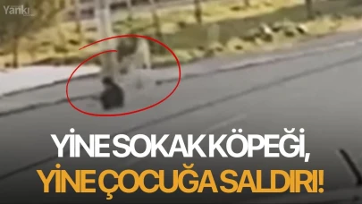 Yine sokak köpeği, yine çocuğa saldırı!