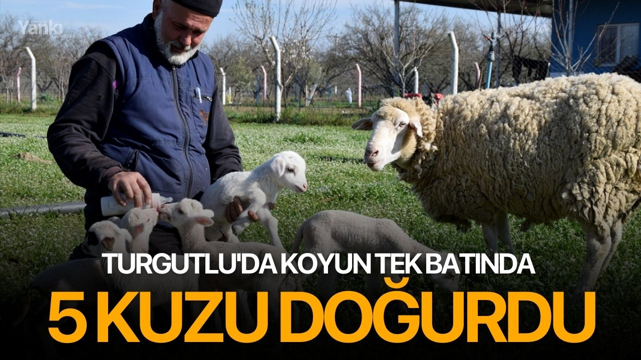 Turgutlu'da Koyun Tek Batında 5 Kuzu Doğurdu