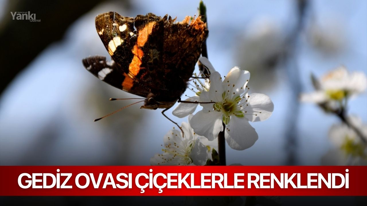 Gediz Ovası çiçeklerle renklendi