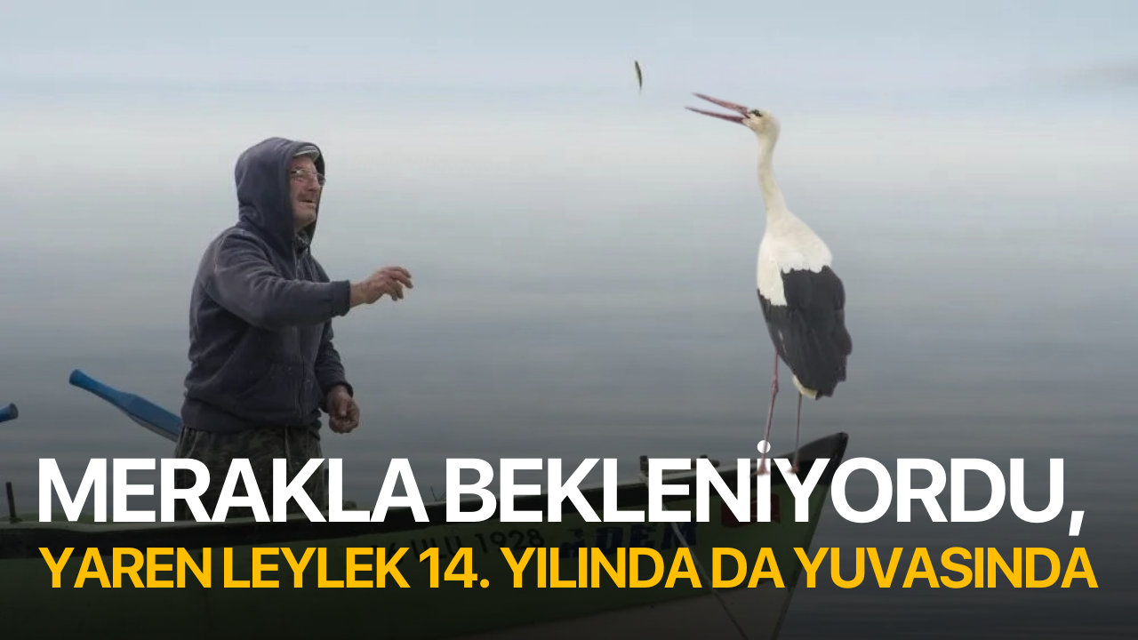 Merakla bekleniyordu, Yaren Leylek 14. yılında da yuvasında