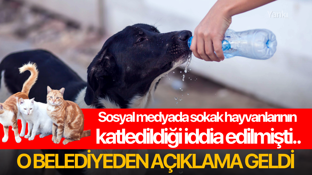 Sosyal medyada sokak hayvanlarının katledildiği iddia edilmişti.. O belediyeden açıklama geldi