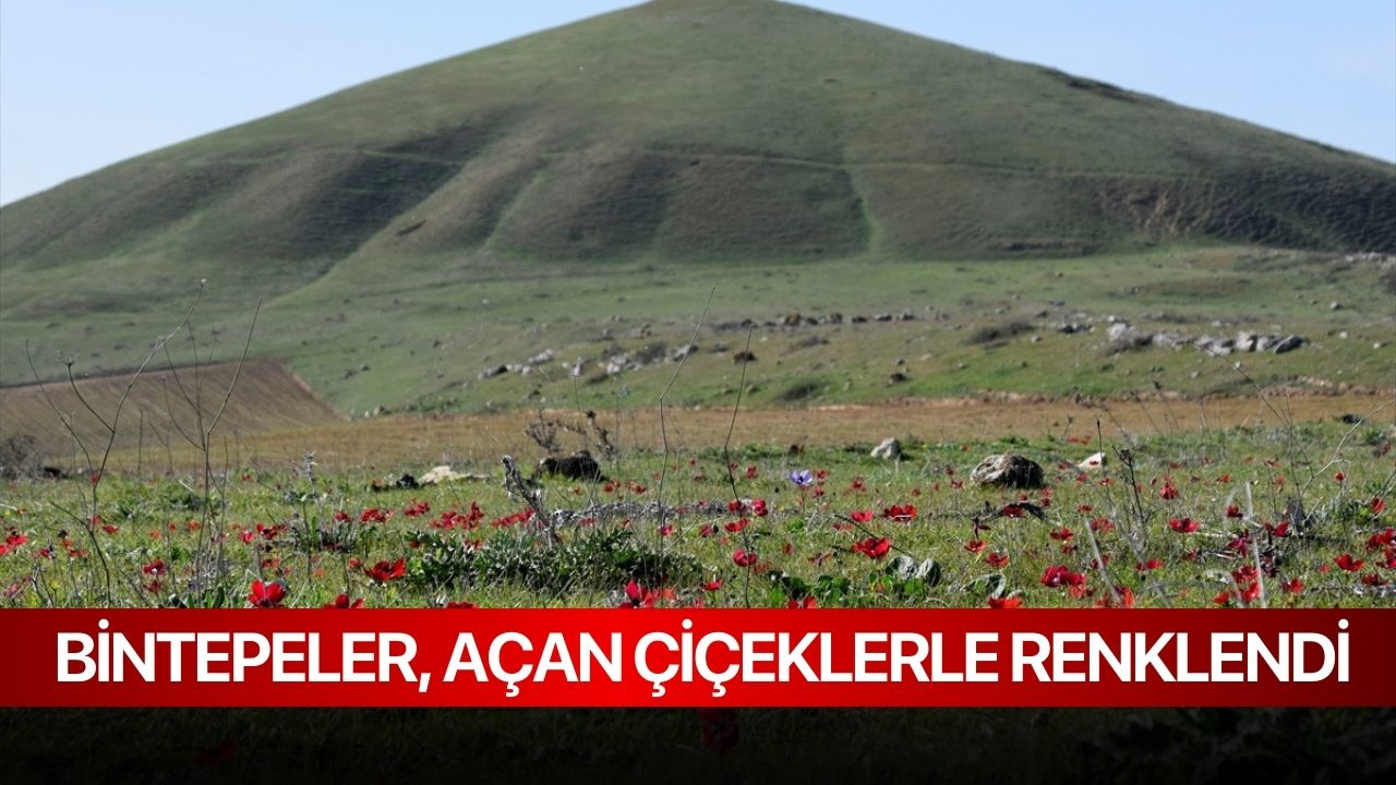 Bintepeler, açan çiçeklerle renklendi