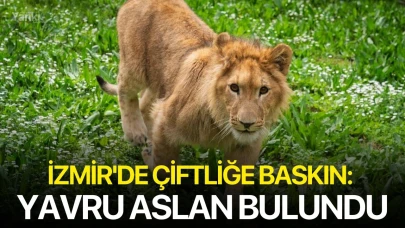 İzmir'de Çiftliğe Baskın: Yavru Aslan Bulundu