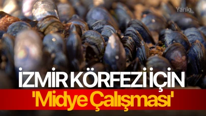 İzmir Körfezi için 'Midye Çalışması'