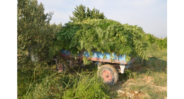 24 kilo esrar ele geçti