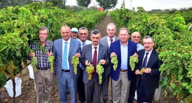 Bağ Bozumu şenlikleri yeniden yaşatılıyor