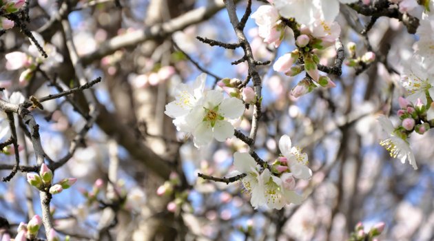 Güneşli hava çiçek açtırdı