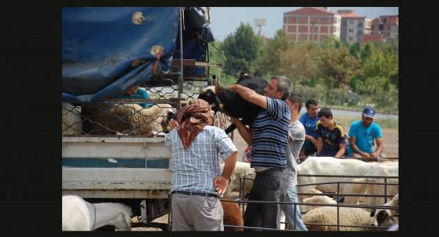 Hayvan Pazarı’nda hareketlilik başladı