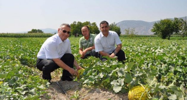 Kavunda hasat 15 Ağustos'ta