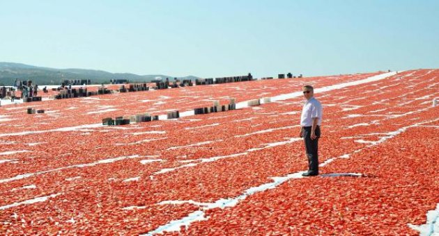 Kurutulmuş domateste Avrupa'da söz sahibi