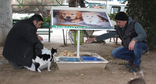 Sokak Hayvanları Kimsesiz Değil