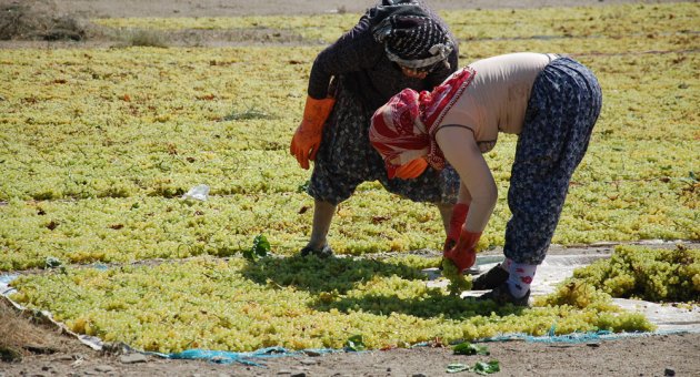 Turgutlu’daki üzümler kurutuluyor