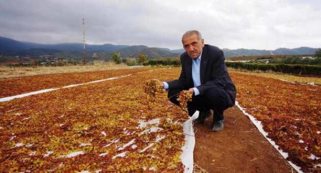 "Okul ve kışlalarda üzüm dağıtılsın"